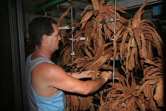 quy trình chế tác xì gà